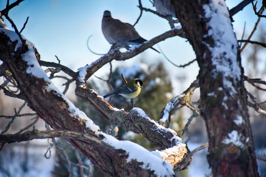 A frozen sparrow sits on a prickly and snow-covered branch of a rosehip with red berries on a frosty winter morning