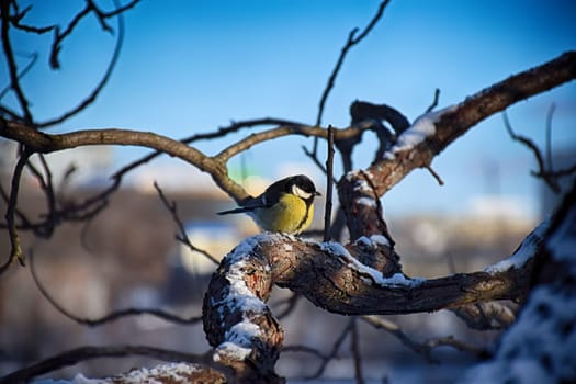 A frozen sparrow sits on a prickly and snow-covered branch of a rosehip with red berries on a frosty winter morning