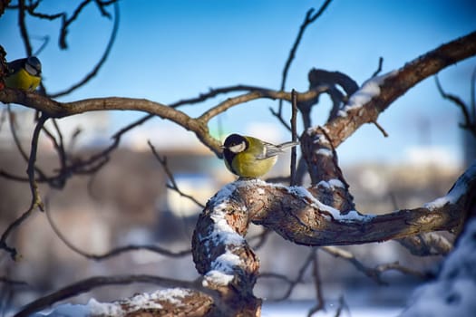 A frozen sparrow sits on a prickly and snow-covered branch of a rosehip with red berries on a frosty winter morning