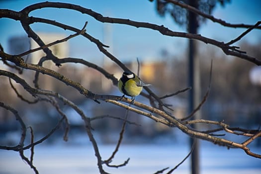 A frozen sparrow sits on a prickly and snow-covered branch of a rosehip with red berries on a frosty winter morning