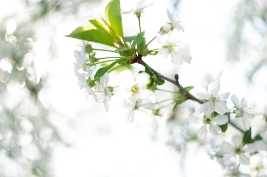 selective focus cherry blossom branch in early spring small white flowers against blue sky. High quality photo