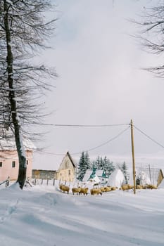Flock of sheep walks through a snowy village among houses. High quality photo