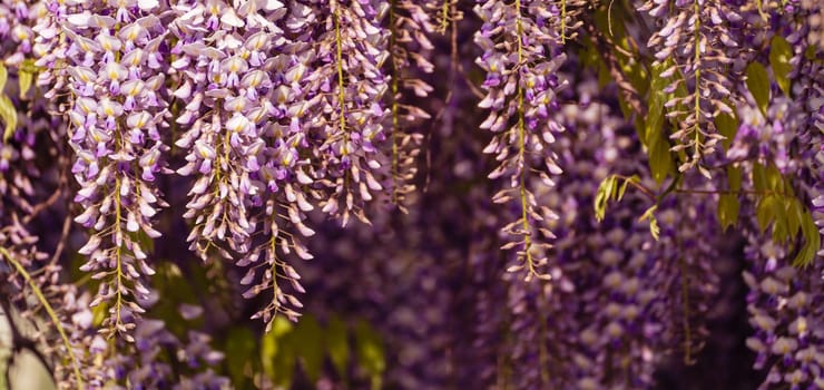 Blooming Wisteria Sinensis with classic purple flowers in full bloom in drooping racemes against the sky. Garden with wisteria in spring