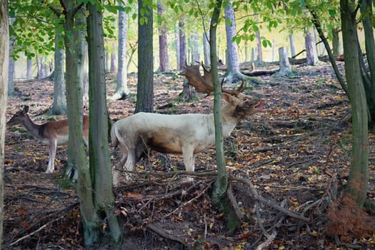 Fallow - fallow deer. (Dama dama ) Beautiful natural background with animals. Sunset. 