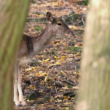 Fallow - fallow deer. (Dama dama ) Beautiful natural background with animals. Sunset. 