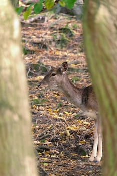 Fallow - fallow deer. (Dama dama ) Beautiful natural background with animals. Sunset. 