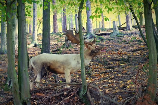 Fallow - fallow deer. (Dama dama ) Beautiful natural background with animals. Sunset. 