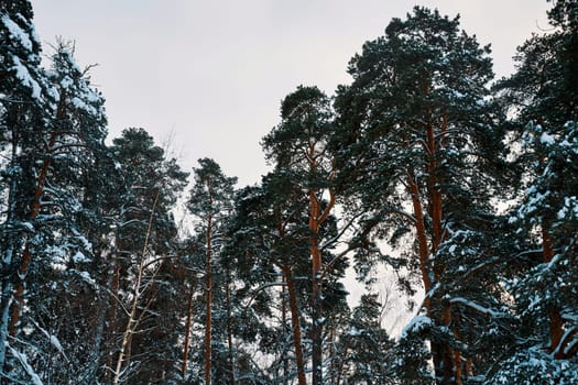 Trees covered with snow in a winter pine forest. A pine forest on a cloudy frosty winter day