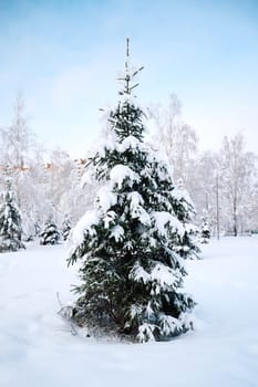 Fir tree covered with snow in a winter park. Winter scenery