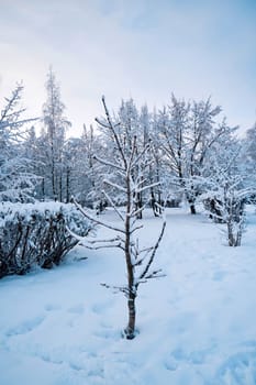 Winter landscape with trees and bushes covered in frost and snow in a city park