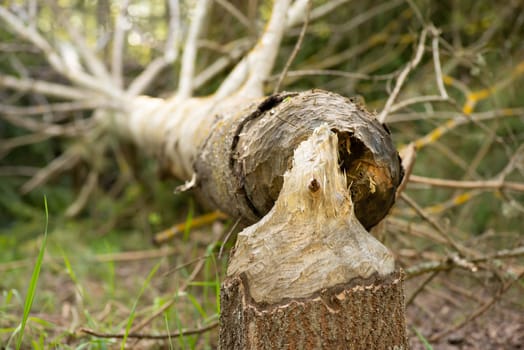 Fallen tree by beavers