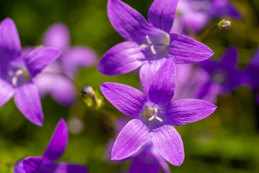 Bright violet flowers in the meadow