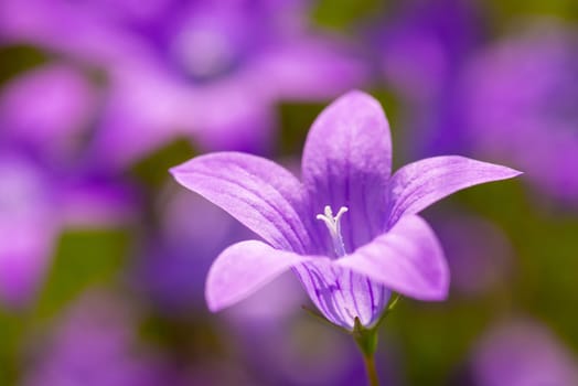 Close-up photo of violet bell-shaped flower blooming in the field