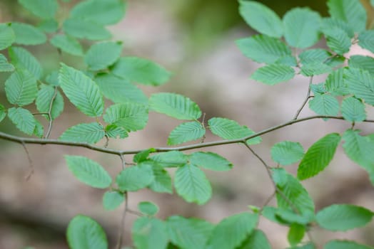 Cloudy day in nature, simple details of plants, botanic concept