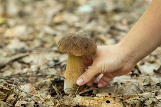 Fresh white mushroom growing in the forest, female hand picking it