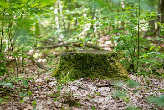 In the green forest, a lot of plants, old atmospheric oak trunk in center of the picture