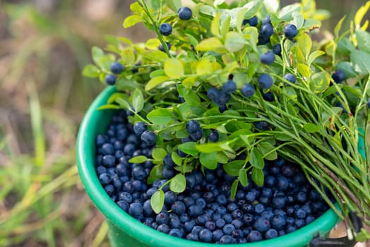 Collecting blue wild berries in the forest, a bunch of blueberries plant laying on the bucket