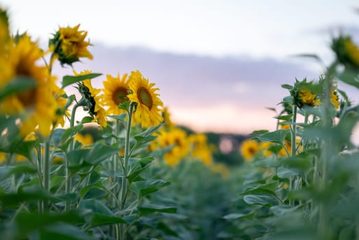 Sunset over the field of sunflowers, agriculture, gardening and rural atmosphere concepts