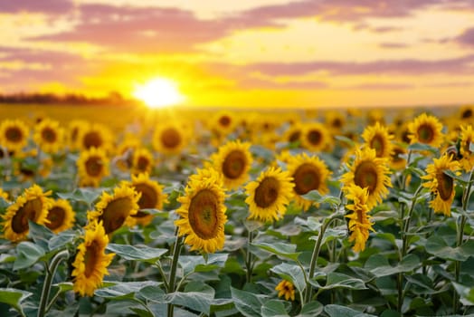 Concept of beautiful nature, sunflowers in blossom, colorful bright sky and rural agricultural landscape
