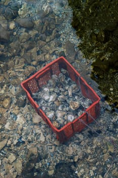 Red plastic box with mussels sits on the seabed. Top view. High quality photo
