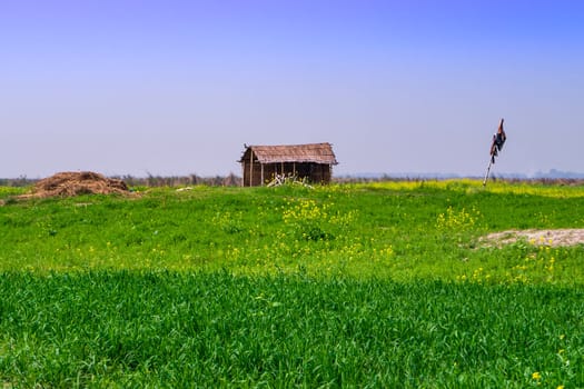 House made of reed. hut made of reeds and bamboo in a field