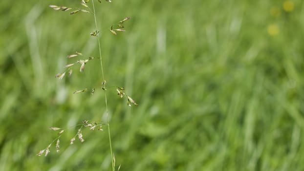 Green grass with seeds on the stalk close up