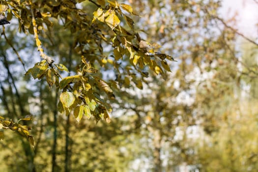 Yellow leaves on a tree branch close up, copy space