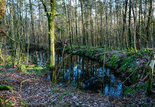 forest with a small pond filled with water in the bentheimer klippen nature area in bad bentheim germany