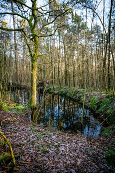 forest with a small pond filled with water in the bentheimer klippen nature area in bad bentheim germany