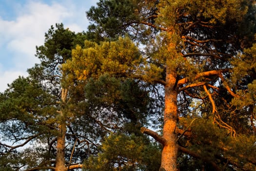 Orange tops of pines at sunset in forest close up