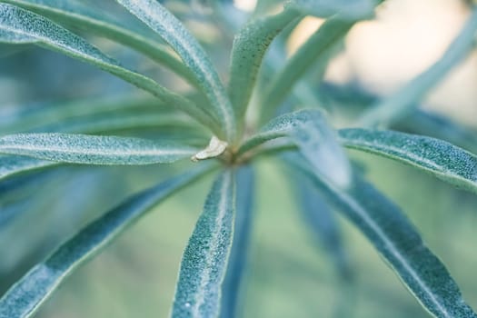 Long green leaves on a tree branch closeup, macro photo