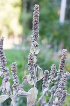 Long greenstem of a plant close up, macro photo