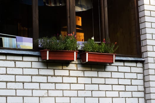 Flowers in flowerpots on the window from the outside close up