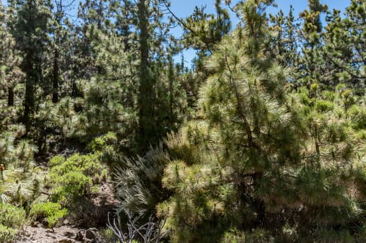 Canary island pine tree and white weeping broom nature background. Focus on top part. Pinus canariensis An endemic to the Canary islands subtropical pine tree with very long soft fluffy needles