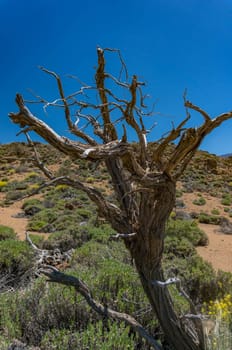 Dead tree with naked branches on blue sky background in a desert with green shrubs and sand behind. Sunny summer nature wallpaper showing climatic changes
