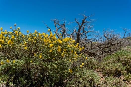 Yellow flowers of Canary island flatpod and bare branches of a dead tree on blue sky background on a bright sunny day in National park of Teide, Tenerife, Canary islands. Summer nature wallpaper