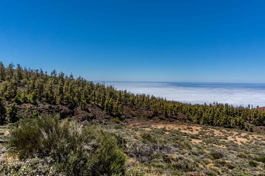 Summer nature landscape. A hiking trail in the National park of Teide, Tenerife, Spain. A field with bushes and forest among volcanic rocks above clouds and ocean at the horizon