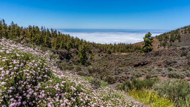 Summer nature landscape. A hiking trail in the National park of Teide, Tenerife, Spain. A field with lilac and yellow flowers and forest above clouds and ocean at the horizon