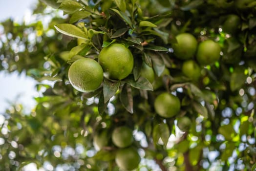 Green lemons growing on a tree. Citrus fruit on green leaves background on a sunny day. Sun glare and bokeh effect. Concept of organic food, orchard and agriculture. Lemon closeup