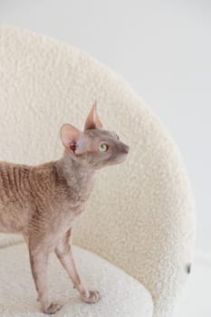 Cute cornish rex cat sitting in the cream chair on a white background