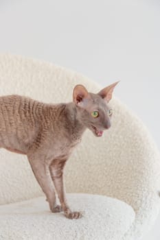 Cute cornish rex cat sitting in the cream chair on a white background