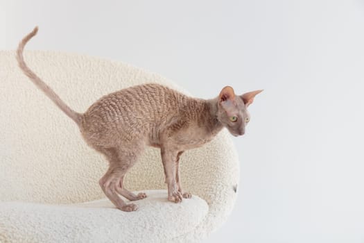 Cute cornish rex cat sitting in the cream chair on a white background