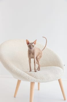 Cute cornish rex cat sitting in the cream chair on a white background