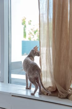 Cute cornish rex cat looking out the bigwindow