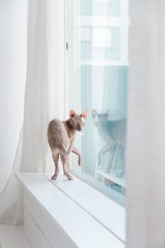 Cute cornish rex cat looking out the big window