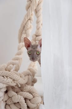 Cute cornish rex cat peeking out from behind curtain