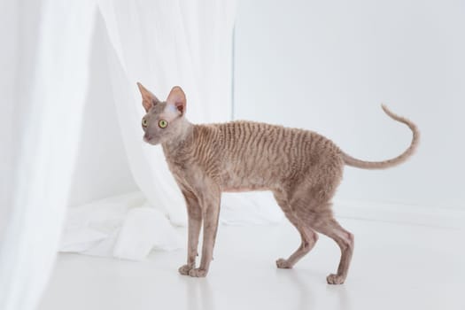 Cute cornish rex cat on the white floor. Banner