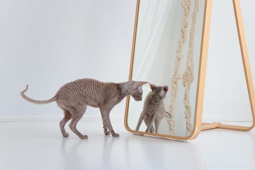 Cute cornish rex cat looking at hirself in the mirror on the white floor