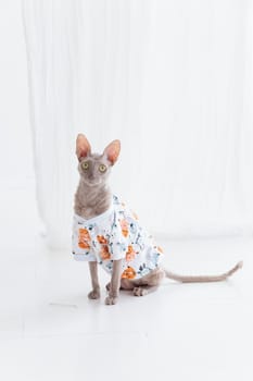 Cute cornish rex cat dressed in funny clothes on the white floor