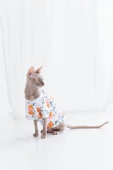 Cute cornish rex cat dressed in funny clothes on the white floor